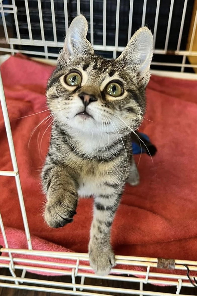 Cricket, an adoptable Domestic Short Hair, Tabby in Oxford, MS, 38655 | Photo Image 1