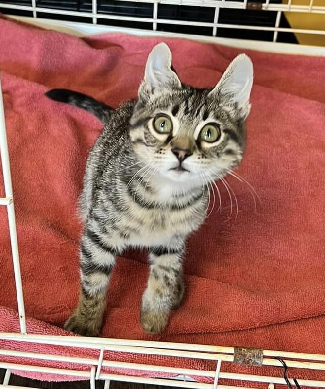 Cricket, an adoptable Domestic Short Hair, Tabby in Oxford, MS, 38655 | Photo Image 2