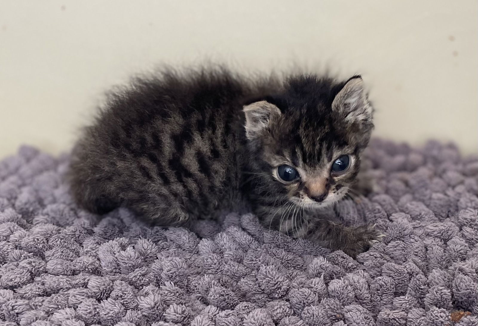 Cricket, an adoptable Domestic Short Hair, Tabby in Oxford, MS, 38655 | Photo Image 3