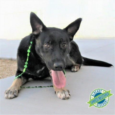 Carly, an adoptable Mixed Breed in Las Cruces, NM, 88012 | Photo Image 1