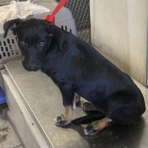 Carly, an adoptable Mixed Breed in Las Cruces, NM, 88012 | Photo Image 2