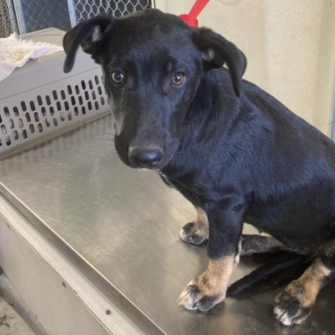 Carly, an adoptable Mixed Breed in Las Cruces, NM, 88012 | Photo Image 3