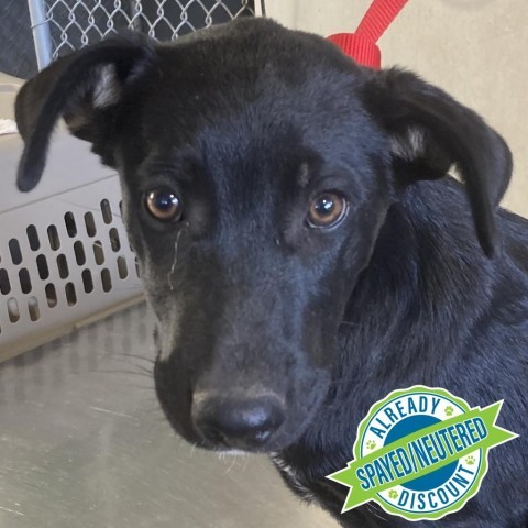 Carly, an adoptable Mixed Breed in Las Cruces, NM, 88012 | Photo Image 4