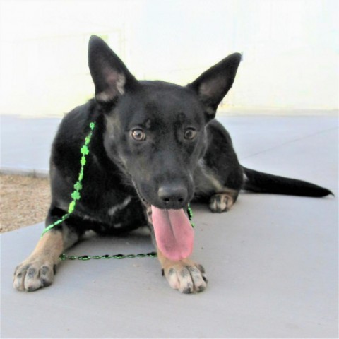 Carly, an adoptable Mixed Breed in Las Cruces, NM, 88012 | Photo Image 5