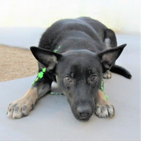 Carly, an adoptable Mixed Breed in Las Cruces, NM, 88012 | Photo Image 6