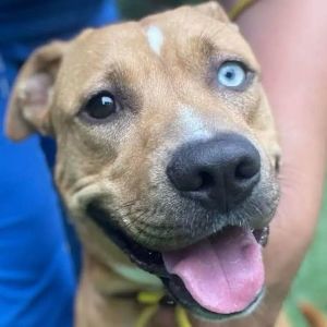 Tripod dogs for 2024 adoption near me