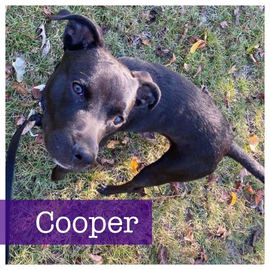 Cooper CP