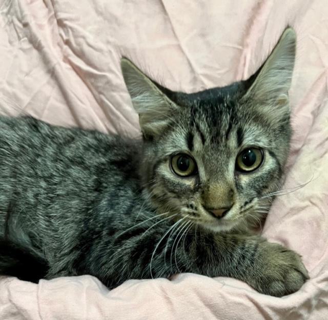 Cat for adoption Riley, a Domestic Medium Hair & Tabby Mix in Troy