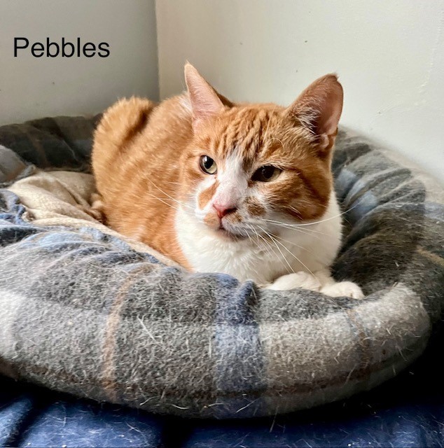 Cat for adoption - Pebbles 4, a Domestic Short Hair & Tabby Mix in ...