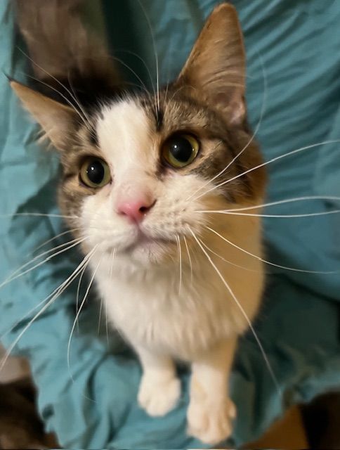 Cat for adoption Romeo, a Domestic Medium Hair & Tabby Mix in Troy