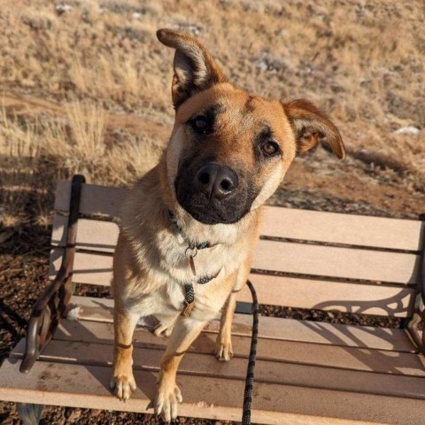 Denny, an adoptable German Shepherd Dog, Border Collie in Prescott, AZ, 86304 | Photo Image 1