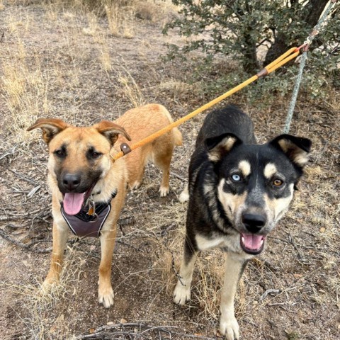 Denny, an adoptable German Shepherd Dog, Border Collie in Prescott, AZ, 86304 | Photo Image 2