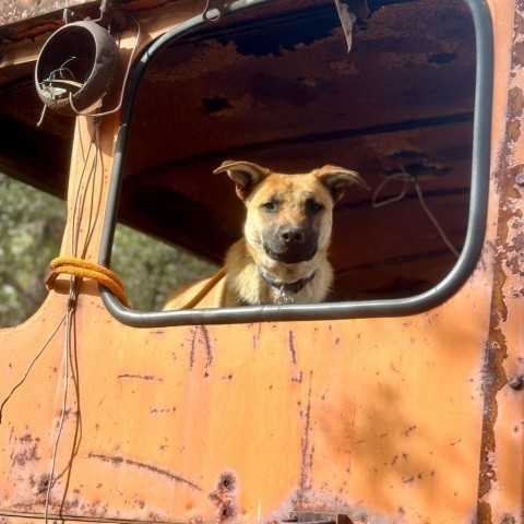 Denny, an adoptable German Shepherd Dog, Border Collie in Prescott, AZ, 86304 | Photo Image 3