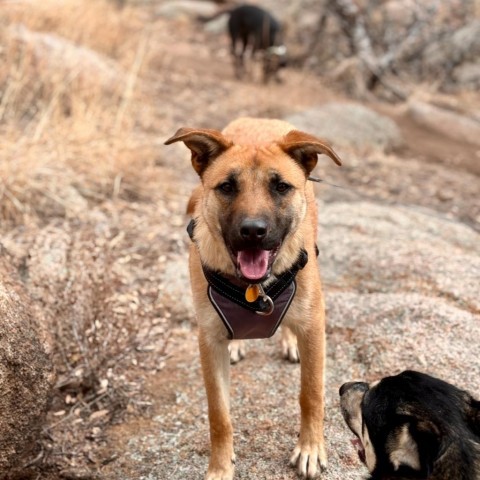 Denny, an adoptable German Shepherd Dog, Border Collie in Prescott, AZ, 86304 | Photo Image 5