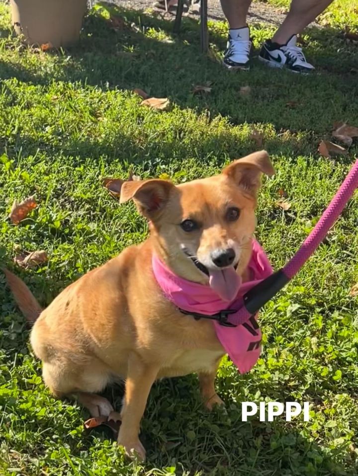 Pippi - Available! 1
