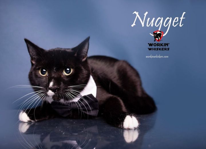 NUGGET, an adoptable Tuxedo & Domestic Short Hair Mix in Murrieta, CA_image-1