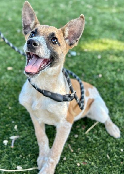 Dog for adoption - Ryder, an Australian Cattle Dog / Blue Heeler ...