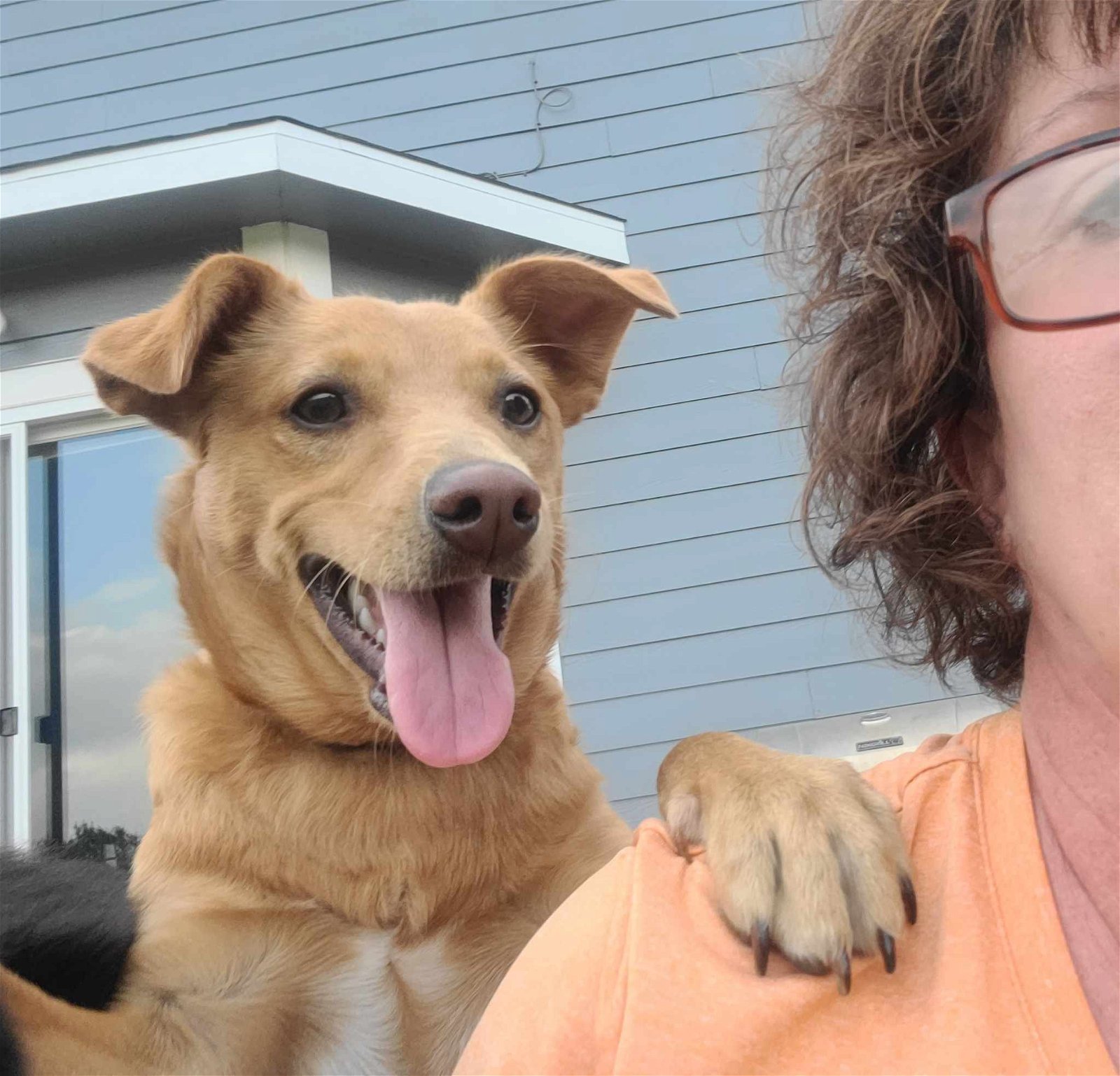 Chili, an adoptable Carolina Dog, Labrador Retriever in West Des Moines, IA, 50265 | Photo Image 1