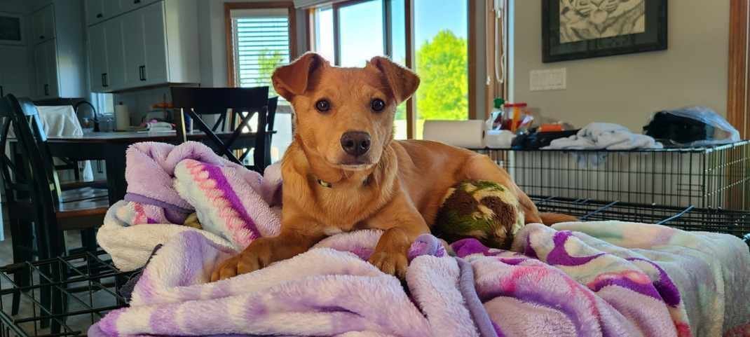 Chili, an adoptable Carolina Dog, Labrador Retriever in West Des Moines, IA, 50265 | Photo Image 3
