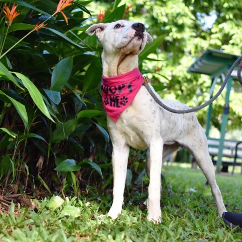 Pup Cup, an adoptable Mixed Breed in Kailua Kona, HI, 96740 | Photo Image 4
