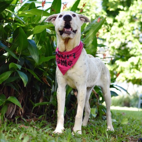 Pup Cup, an adoptable Mixed Breed in Kailua Kona, HI, 96740 | Photo Image 6