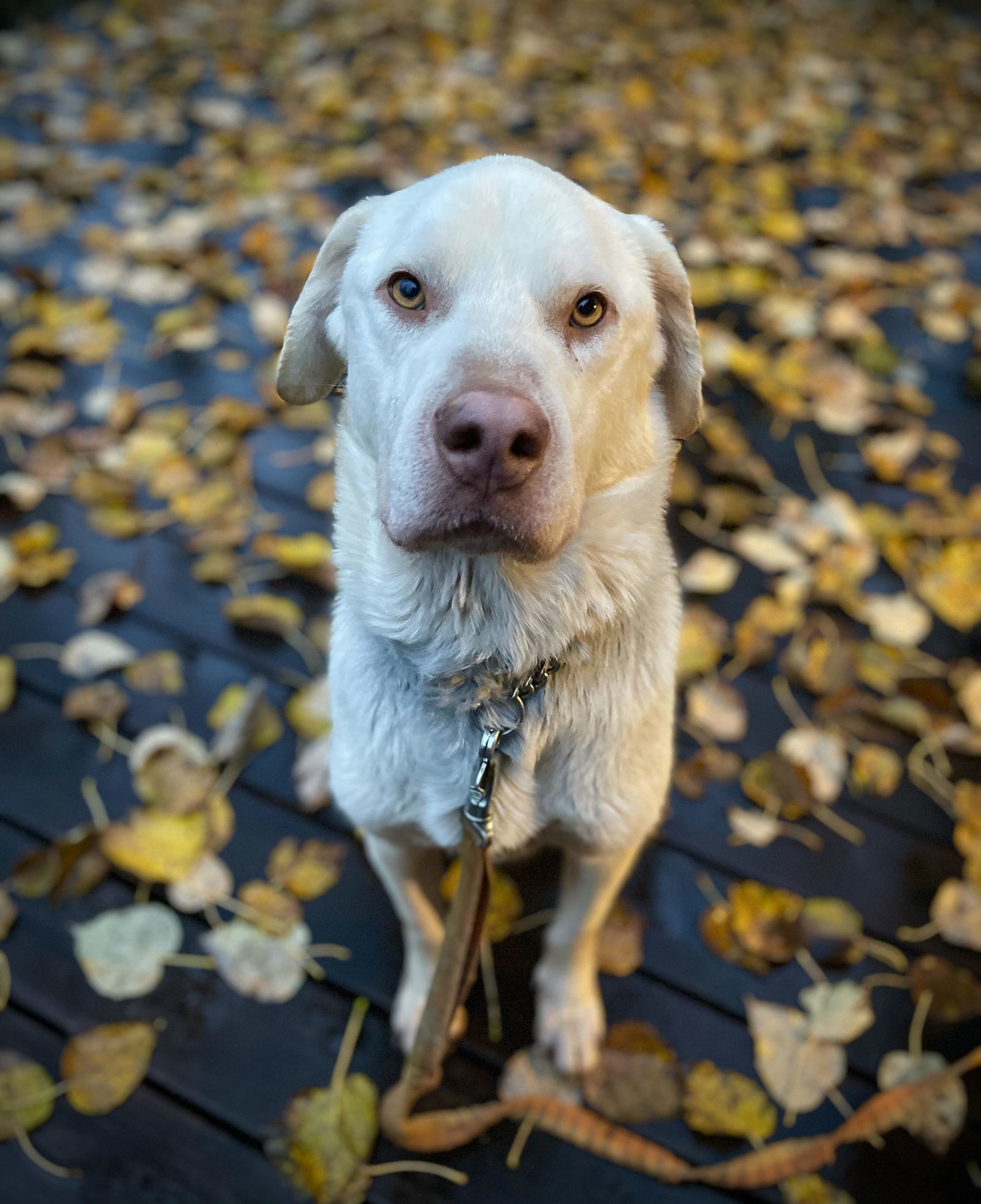 Snowball, an adoptable Labrador Retriever, Husky in Anchorage, AK, 99503 | Photo Image 1