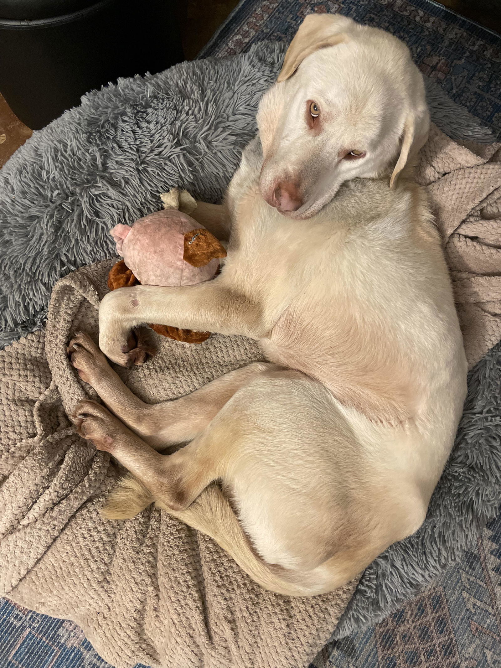 Snowball, an adoptable Labrador Retriever, Husky in Anchorage, AK, 99503 | Photo Image 2