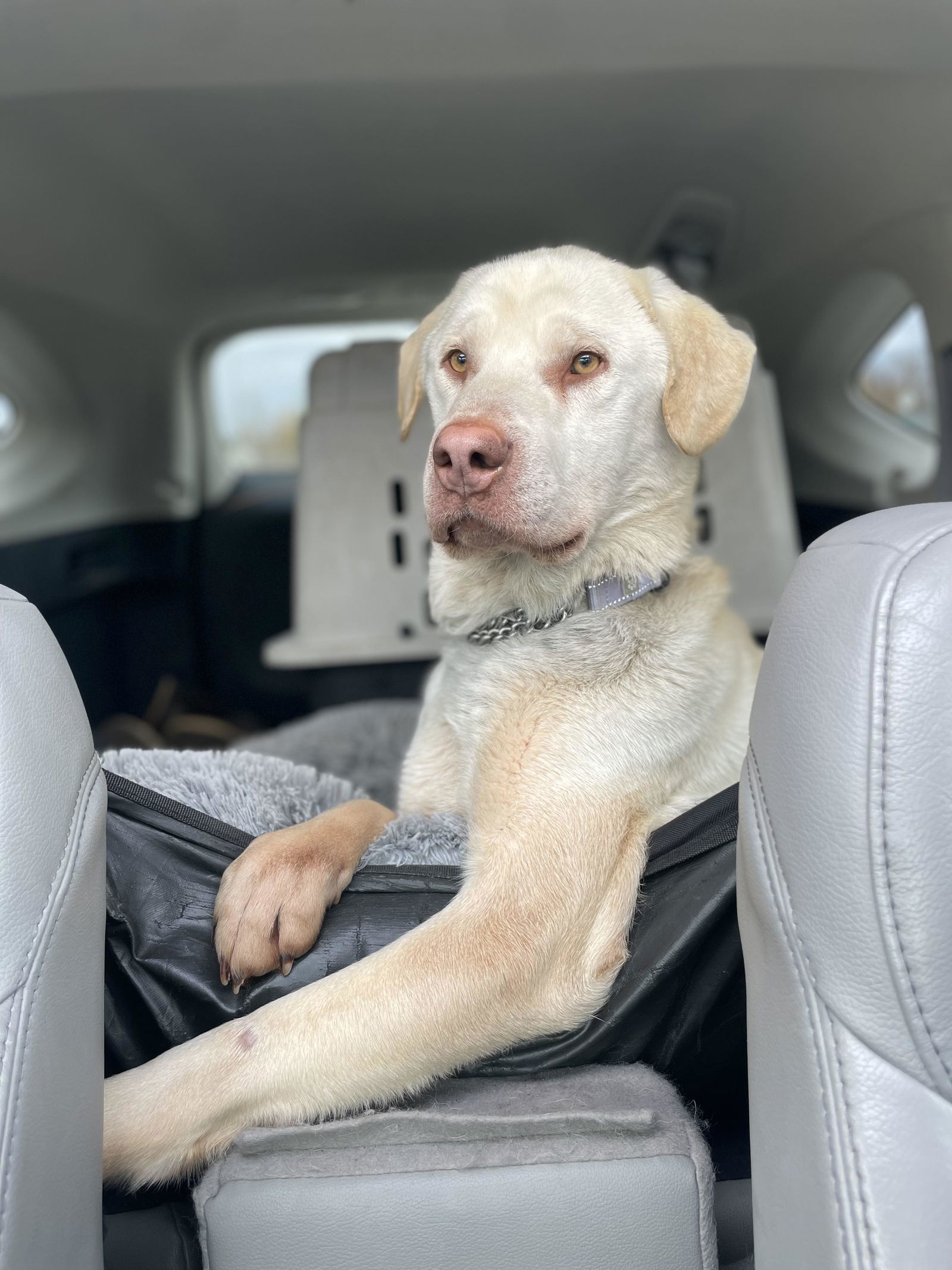 Snowball, an adoptable Labrador Retriever, Husky in Anchorage, AK, 99503 | Photo Image 3