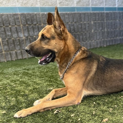 Pompano - ECAS, an adoptable German Shepherd Dog Mix in Pleasanton, CA_image-2