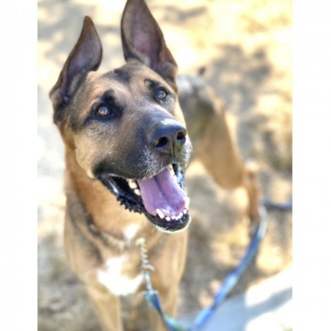 Pompano - ECAS, an adoptable German Shepherd Dog Mix in Pleasanton, CA_image-3