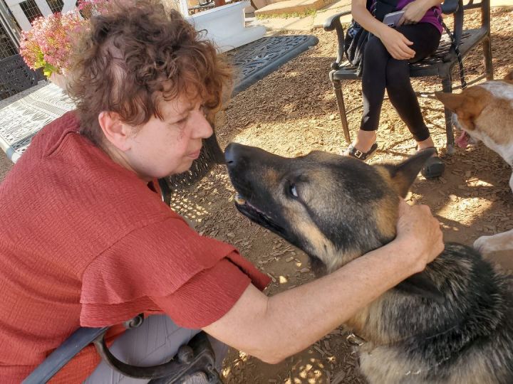 The Lone Ranger! (Emotional support animal), an adoptable German Shepherd Dog in Manhattan Beach, CA_image-3
