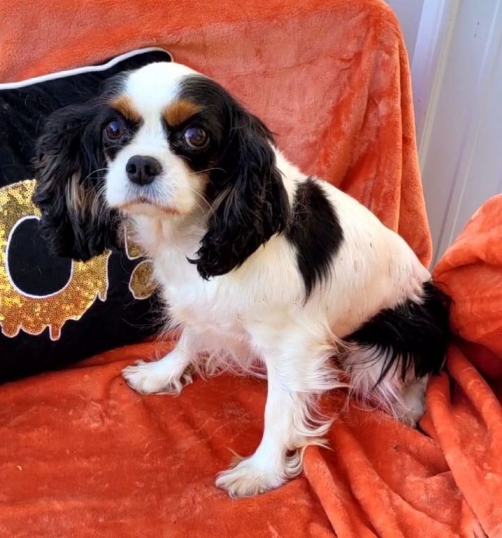 King charles spaniel tri hot sale color