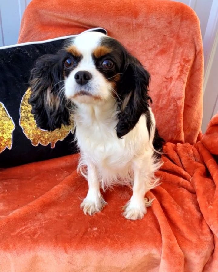 Petfinder cavalier sale king charles