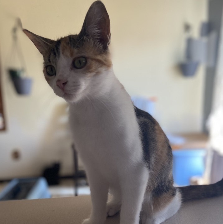 Savannah 3