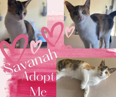 Savannah, an adoptable Calico & Domestic Short Hair Mix in Andover, MN_image-6