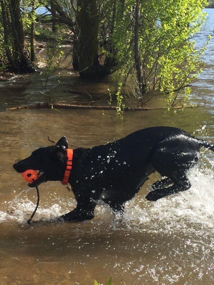 Ace, an adoptable Labrador Retriever in Orlando, FL_image-1