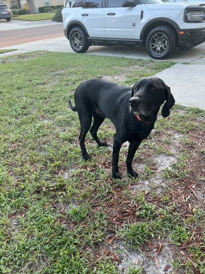 Ace, an adoptable Labrador Retriever in Orlando, FL_image-3