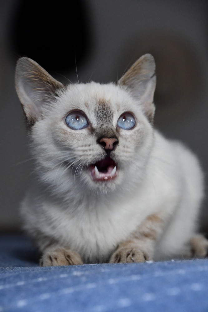 Ross, an adoptable Siamese Mix in Lutz, FL_image-4
