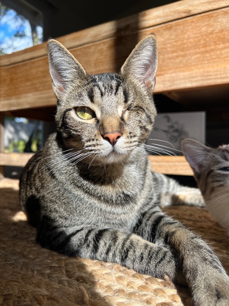 Munchkin / Goose, an adoptable Domestic Short Hair in Napa, CA, 94559 | Photo Image 1
