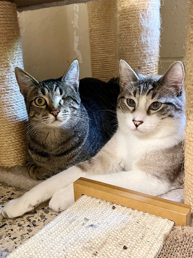 Munchkin / Goose, an adoptable Domestic Short Hair in Napa, CA, 94559 | Photo Image 2