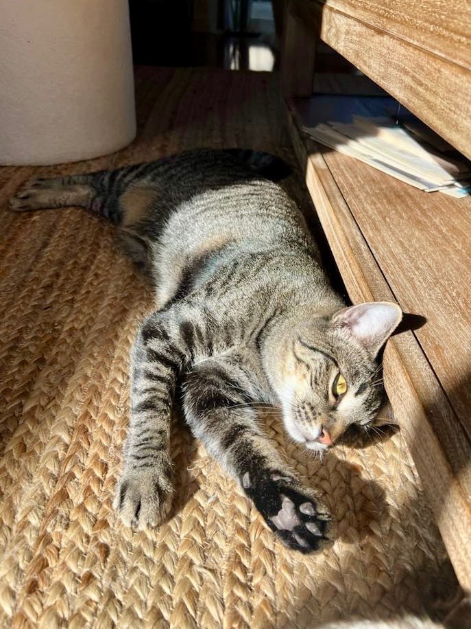 Munchkin / Goose, an adoptable Domestic Short Hair in Napa, CA, 94559 | Photo Image 3