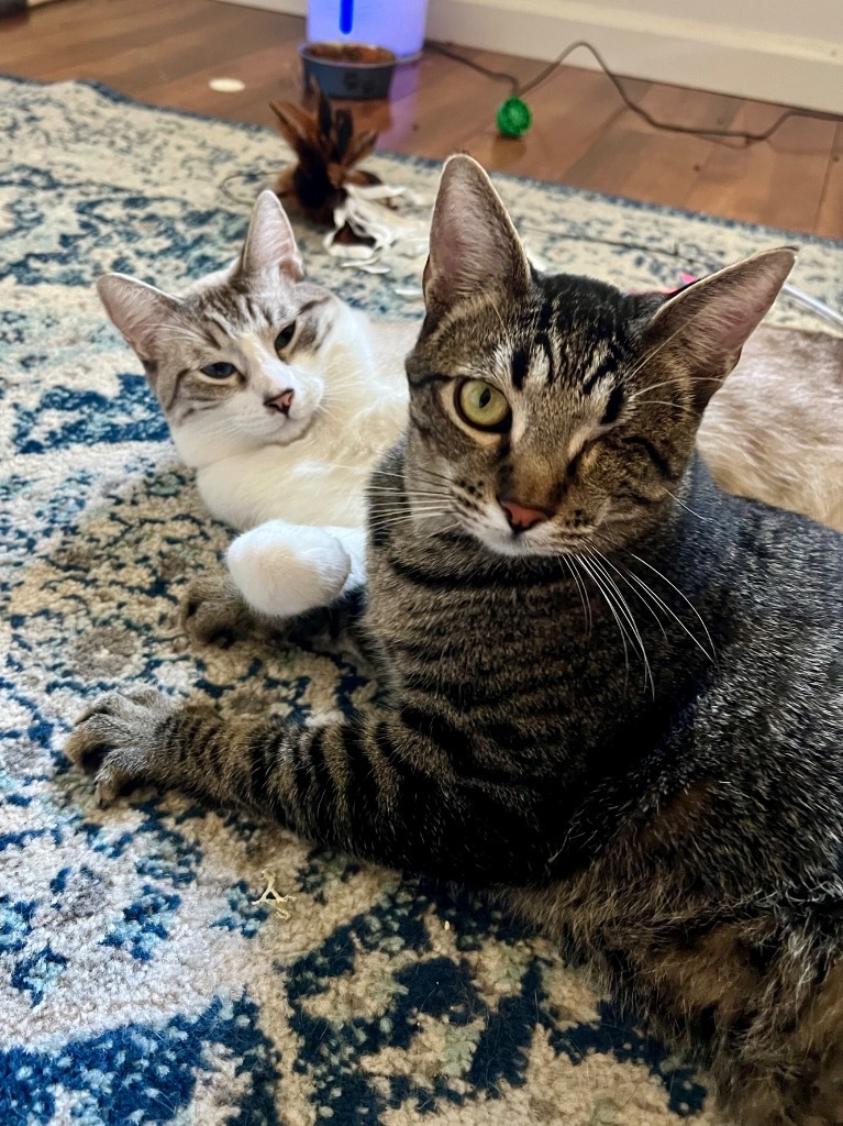 Munchkin / Goose, an adoptable Domestic Short Hair in Napa, CA, 94559 | Photo Image 4