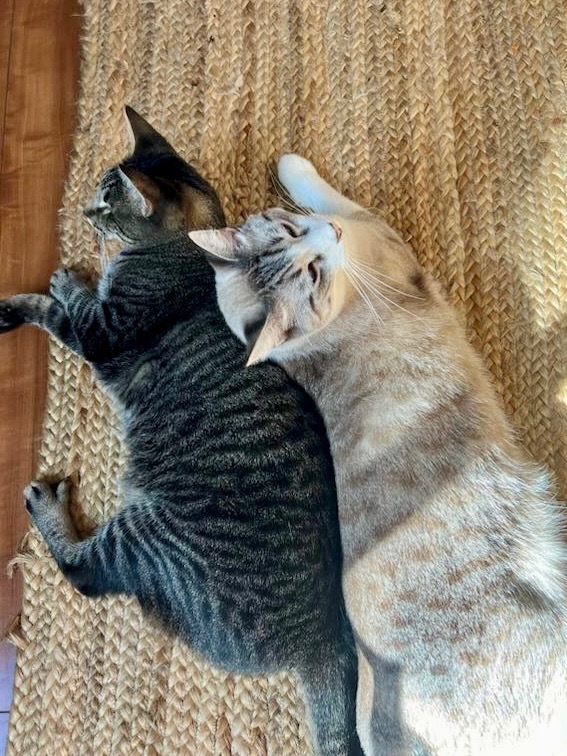 Munchkin / Goose, an adoptable Domestic Short Hair in Napa, CA, 94559 | Photo Image 5