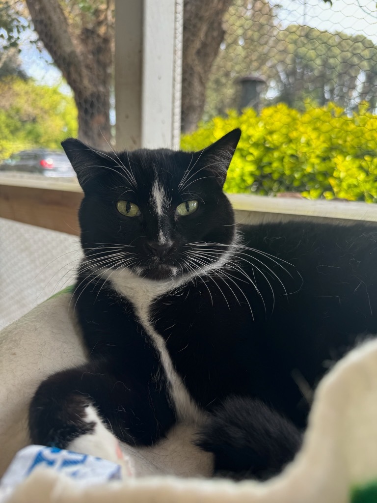 Mittens, an adoptable Domestic Medium Hair in Napa, CA, 94559 | Photo Image 1