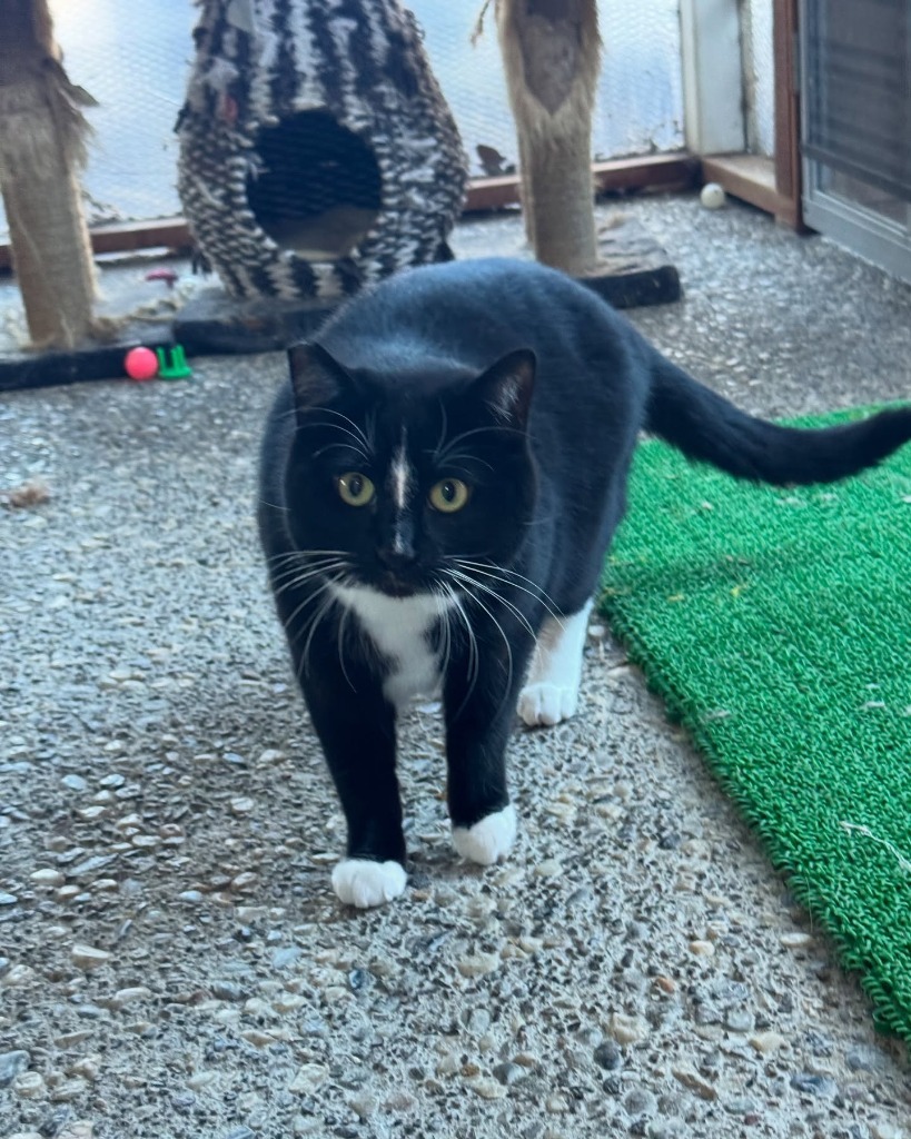 Mittens, an adoptable Domestic Medium Hair in Napa, CA, 94559 | Photo Image 2