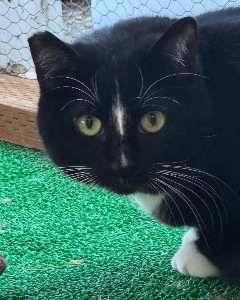 Mittens, an adoptable Domestic Medium Hair in Napa, CA, 94559 | Photo Image 3