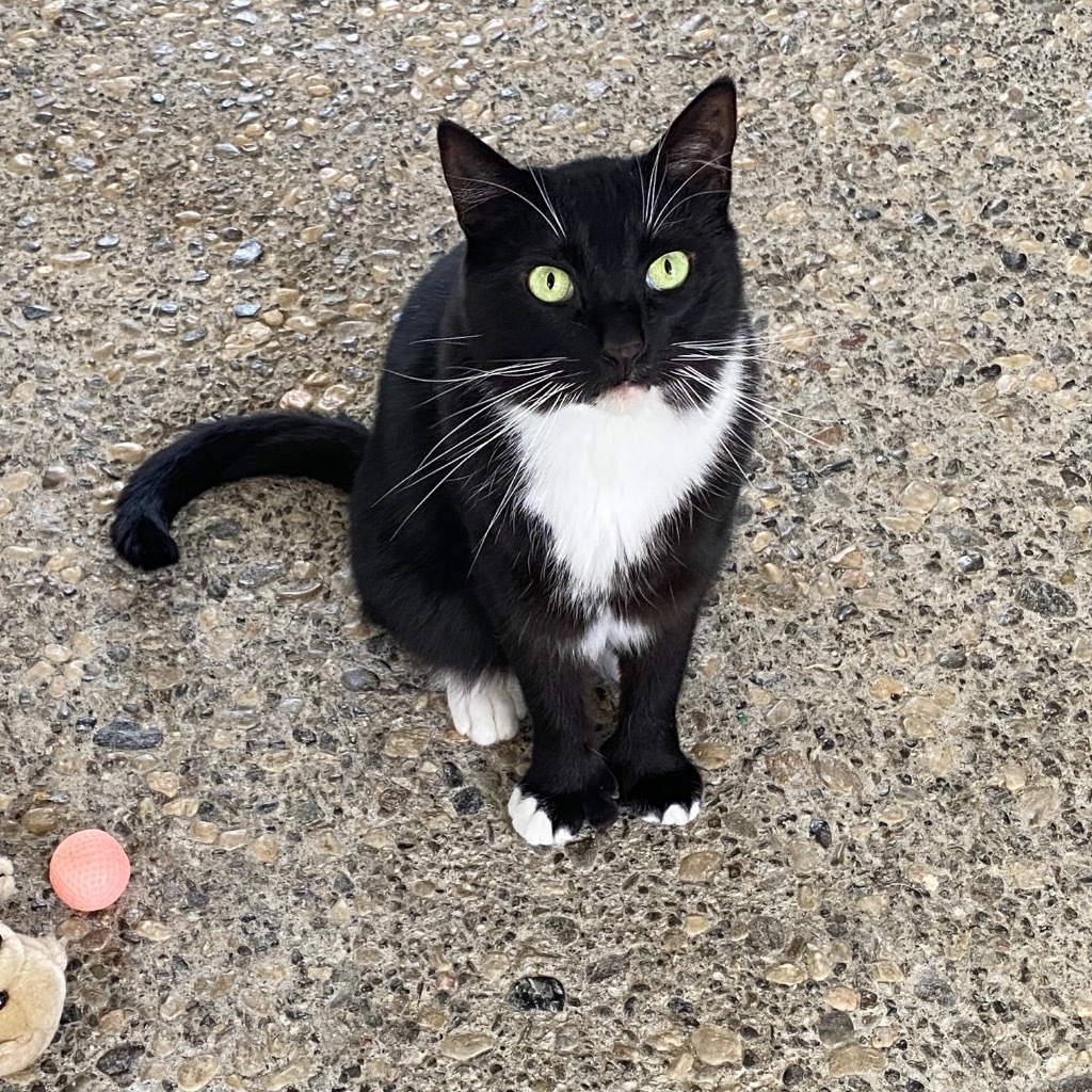 Dale, an adoptable Extra-Toes Cat / Hemingway Polydactyl in Napa, CA, 94559 | Photo Image 1