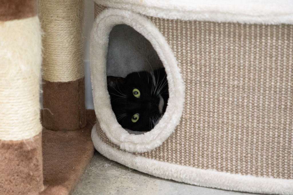 Dale, an adoptable Extra-Toes Cat / Hemingway Polydactyl in Napa, CA, 94559 | Photo Image 2