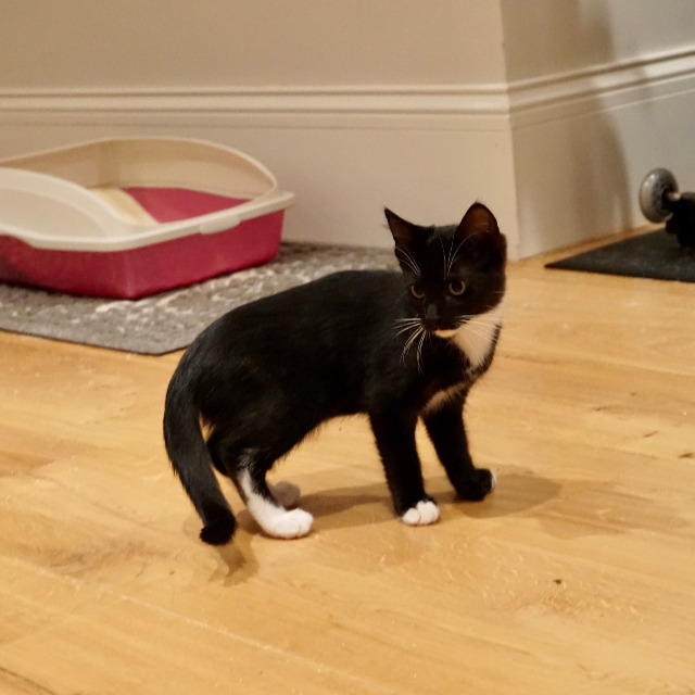 Dale, an adoptable Extra-Toes Cat / Hemingway Polydactyl in Napa, CA, 94559 | Photo Image 4