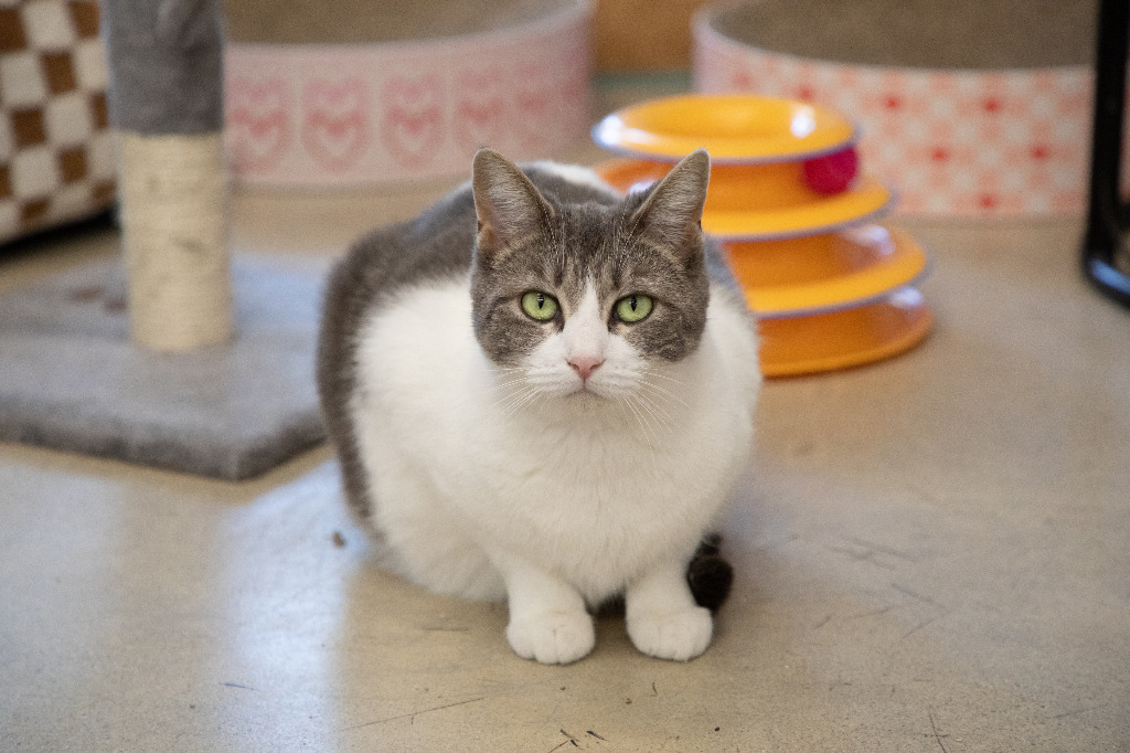 Sage, an adoptable American Shorthair, Domestic Short Hair in Napa, CA, 94559 | Photo Image 3